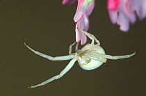 Goldenrod crab spider {Misumena vatia} Germany