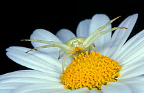 Goldenrod crab spider {Misumena vatia} Germany