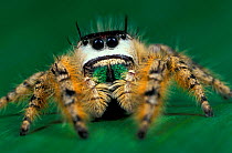 Canopy jumping spider {Phidippus otiosus} Florida, USA