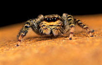 Fence post jumping spider {Marpissa muscosa} Germany