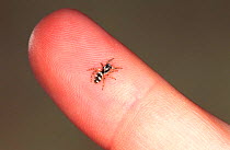 Zebra spider {Salticus scenicus} on finger, Germany