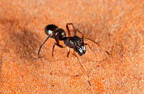 Ant-mimic jumping spider {Sarinda hentzi} Florida, USA.