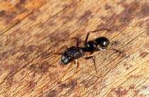 Ant-mimic jumping spider {Sarinda hentzi} Florida, USA.