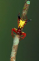 Arrow-shaped orbweaver spider {Microthena sagittata} Florida, USA.