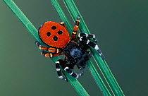 Ladybird spider {Eresus cinnaberinus} Germany