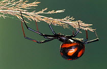 Mediterranean black widow spider {Latrodectus tredecimguttatus} Sardinia