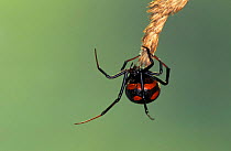 Mediterranean black widow spider {Latrodectus tredecimguttatus} Sardinia