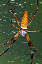 Golden silk orbweaver / Banana spider on web {Nephila clavipes} Florida, USA.