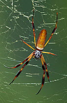 Golden silk orbweaver / Banana spider on web {Nephila clavipes} Florida, USA