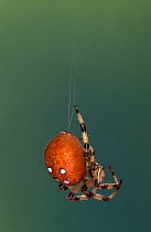 Four spot orbweaver spider hanging from thread {Araneus quadratus} Germany