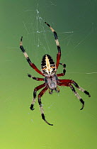 Spotted orbweaver spider feeding on prey {Neoscona domiciliorum} Florida, USA.