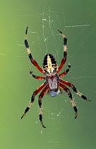 Spotted orbweaver spider feeding on prey {Neoscona domiciliorum} Florida, USA.