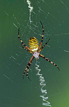 Wasp spider {Argiope bruennichi} female on web near stabilimum, Germany