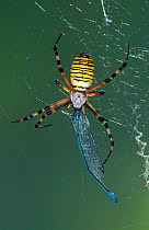 Wasp spider {Argiope bruennichi} female with dragonfly prey in web, Germany
