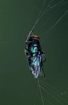 Fly caught in web of Garden spider {Araneus diadematus} Germany