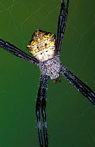 Garden spider, female {Argiope argentata} Costa Rica