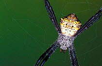 Garden spider, female {Argiope argentata} Costa Rica
