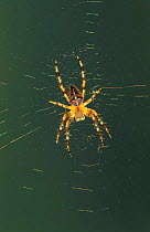 Garden spider, female on web {Araneus diadematus} Germany