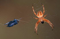 Garden spider with fly prey in web {Araneus diadematus} Germany