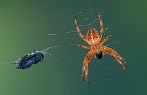 Garden spider with fly prey in web {Araneus diadematus} Germany