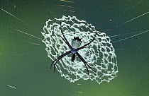 Garden orbweaver spider on stabilimentum of web {Argiope savigny} Costa Rica