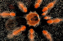 Mexican beauty spider {Brachypelma boehmi} Mexico