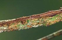 Net casting / ogrefaced spider {Deinopis spinosa} camouflaged on twig, Florida,