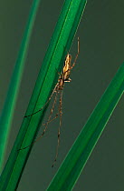Slender orbweaver spider {Tetragnatha extensa} on grass, Germany