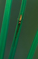 Slender orbweaver spider {Tetragnatha extensa} on grass, Germany