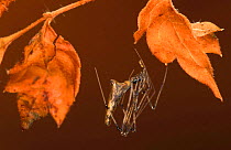 Web invading spider {Argyrodes trigonum} Florida, USA.