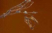 Web invading spider {Argyrodes trigonum} Florida, USA.