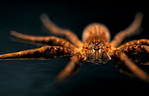 Fishing spider {Ancylometes bogotensis} on water surface, French Guyana