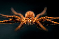 Fishing spider {Ancylometes bogotensis} on water surface, French Guyana