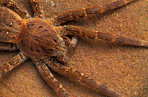 Fishing spider {Ancylometes bogotensis} French Guyana