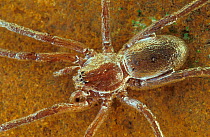 Fishing Spider {Ancylometes bogotensis} underwater, French Guyana