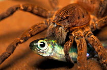 Fishing Spider {Ancylometes bogotensis} with fish prey, French Guyana