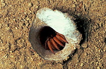 Trapdoor spider opening trapdoor {Gorgyrella inermis} sequence 3/3, French Guyana