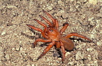 Trapdoor spider {Gorgyrella inermis} French Guyana