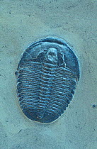 Fossil of Trilobite {Elrthia kingii} oldest relative of spiders, Utah, USA. Cambrian period.