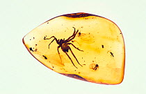 Spider fossilized in amber, 50 million years ago.