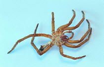 Underside of body of Fishing spider {Ancylometes bogotensis} French Guyana