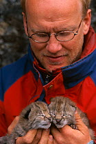 European Lynx kittens held for microchip insertion, Stora Sjofallet NP. Sweden.