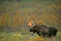 Moose {Alces alces} Sarek NP, Lapland, Sweden.