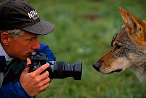 Staffan Widstrand photographing captive European Grey Wolf, Romania