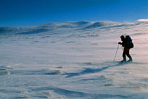 Cross country skiing in the mountains of Jamtland, Sweden