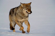 European Grey Wolf running through snow, realese into wild, Toropets, Russia.