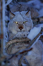 European Lynx (Lynx lynx) captive, in birch tree, -40C, Lycksele, Sweden.