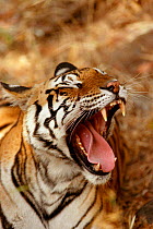 Bengal tiger yawning {Panthera tigris tigris} Bandhavgarh NP, India