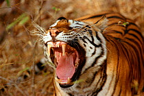 RF- Bengal tiger yawning (Panthera tigris tigris). Bandhavgarh National Park, India. (This image may be licensed either as rights managed or royalty free.)