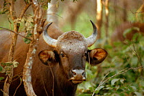 Gaur ox {Bos gaurus} Kanha NP. India.